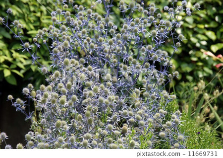 Eringium Eringium 11669731