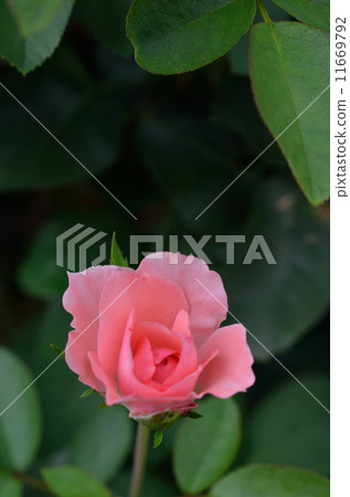 Rose Shardan de France 11669792