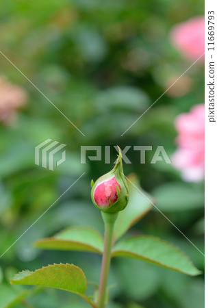 Roses Chardin de France begin to bloom 11669793