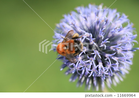 Gillia flowers and bees 11669964