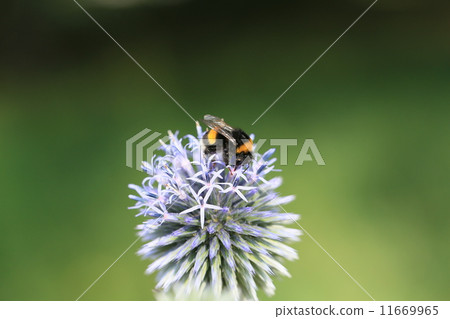 Gillia flowers and bees 11669965