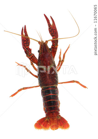 American crayfish American crayfish 11670065