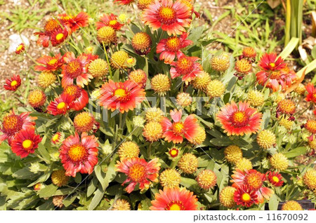 Gaira Rudia Gaira Rudia 11670092