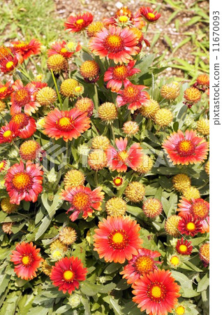 Gaira Rudia 11670093