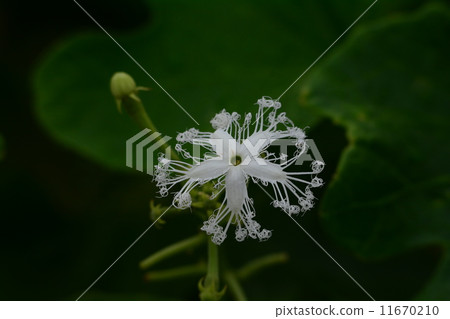 Flower of a snake 11670210