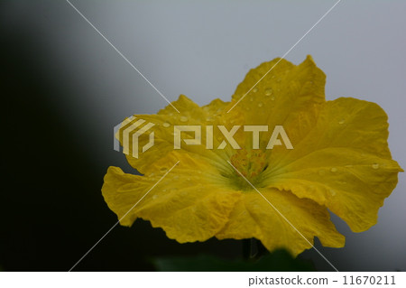 Flower of crocodile 11670211