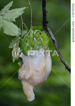 產生Molia青蛙的雞蛋 11670288