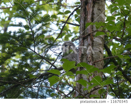 Cute face owl _ 4 Cute face owl _ 4 11670345