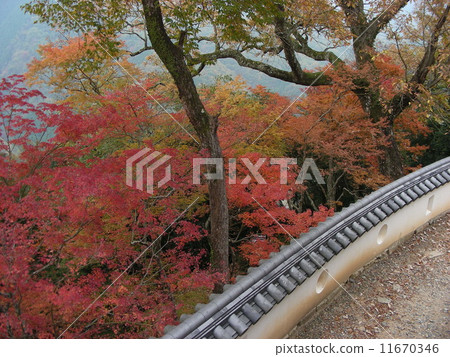 Bokunaku Matsuyama Castle's Autumn Leaves Bokunaku Matsuyama Castle's Autumn Leaves 11670346