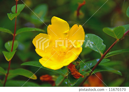 Yellow flower 11670370