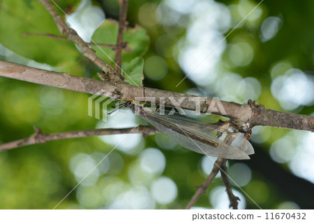 Ustar Cowgrow Ustar Cowgrow 11670432