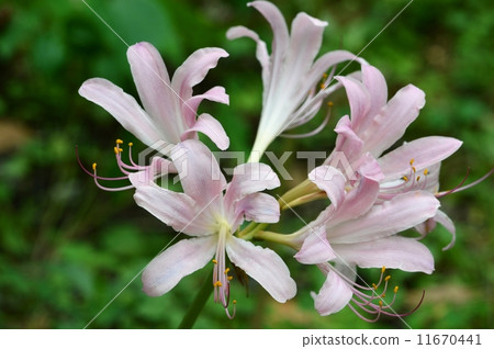 Natsuisen Sen Natsuisen Sen 11670441