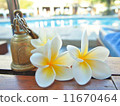 Poolside plumeria 11670464