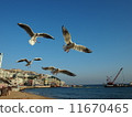 Seagulls of Haeundae 11670465