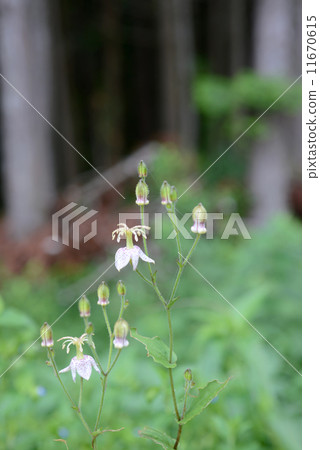 Yama Hototogisu 11670615