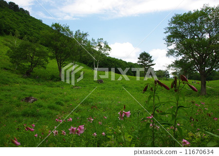 小百合姬 11670634