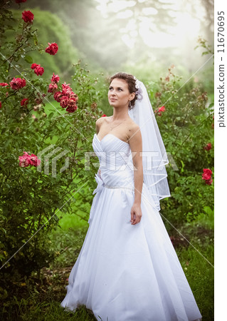 Brunette bride walking at rose garden 11670695
