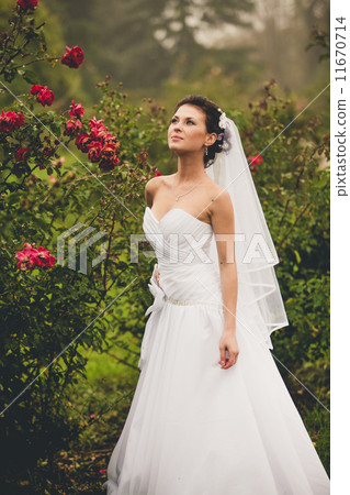 Portrait of sexy bride at rose garden Portrait of sexy bride at rose garden 11670714