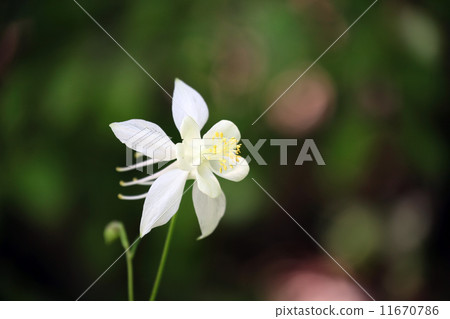 Columbine aquilegia Columbine aquilegia 11670786