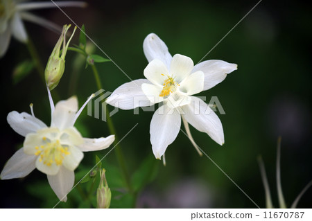 耬斗菜 耬斗菜 11670787