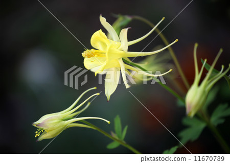 耬斗菜 耬斗菜 11670789