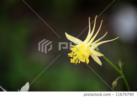 耬斗菜 11670790