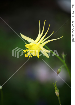 耬斗菜 耬斗菜 11670791