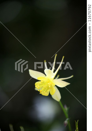 耬斗菜 耬斗菜 11670792