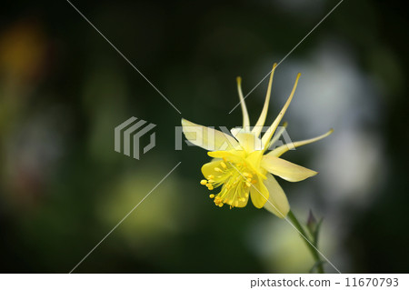 耬斗菜 11670793