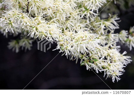 Tokiwamansaku 11670807