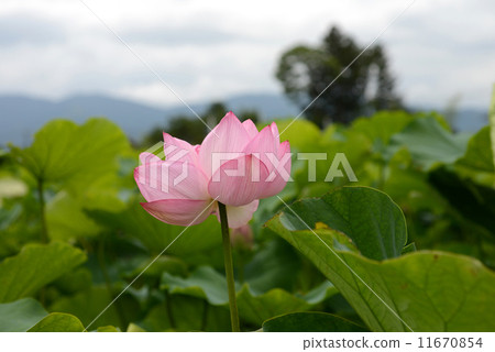 粉紅色的蓮花 11670854