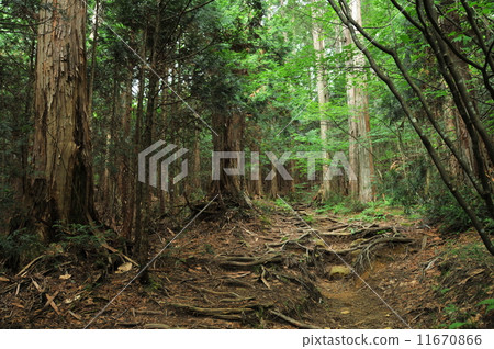 Nagano Prefecture Akasawa Natural Recreational Forest Forest Therapy 11670866