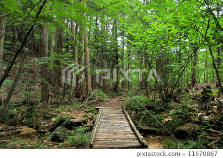 長野縣木曾郡Akazawa自然休閒森林徒步旅行 11670867