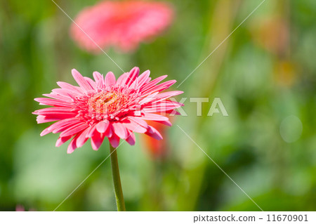 Gerberas blur background Gerberas blur background 11670901