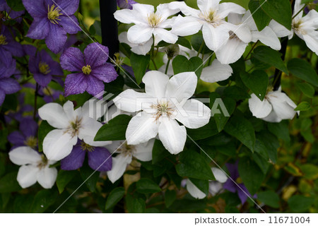 恩光 恩光 11671004