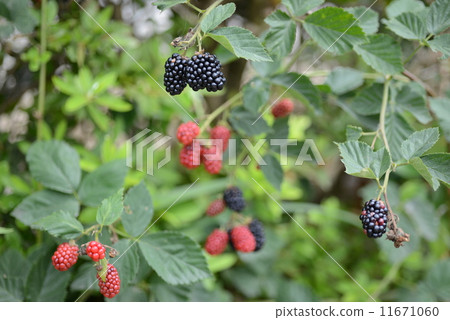 樹莓 樹莓 11671060