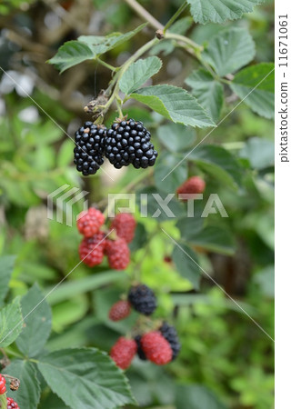 樹莓 樹莓 11671061