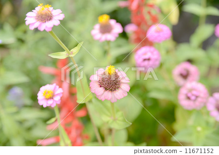 竹草 11671152