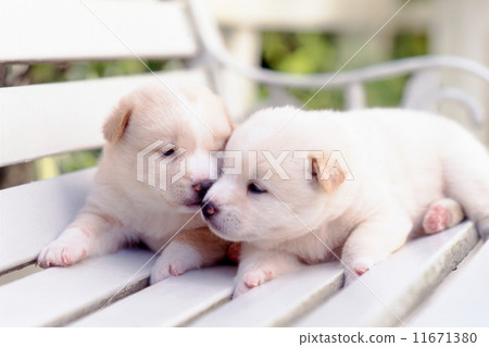 Cute little puppy Cute little puppy 11671380