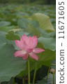 Lotus flower  11671605