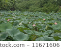 Lotus pond 11671606