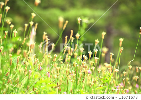 A group of Herao-burako 11671678