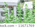 薄荷 11671769