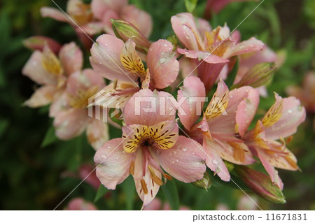 cut flowers cut flowers 11671831