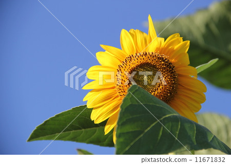Midsummer Sunflower Midsummer Sunflower 11671832