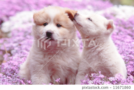 Cute little puppy Cute little puppy 11671860