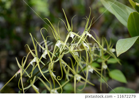 Brassia Brassia 11672279