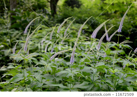 Affiliation Affiliation 11672509