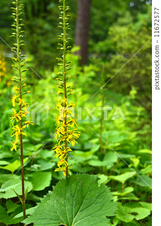 Otakarakou黃色花 Otakarakou黃色花 11672577