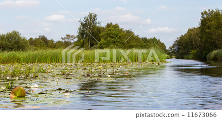 Typical view of a the swamp in National Park Weerribben 11673066